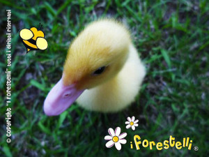 Anatroccolo giallo Eraclito Anatroccolo eraclito